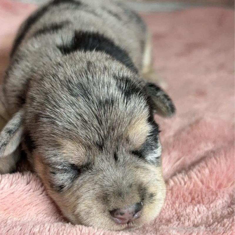 販売中の埼玉県のミックス犬-426047