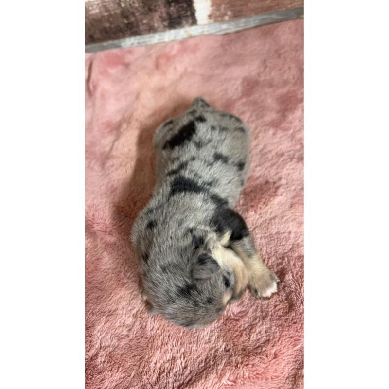 販売中の埼玉県のミックス犬-426048の3枚目