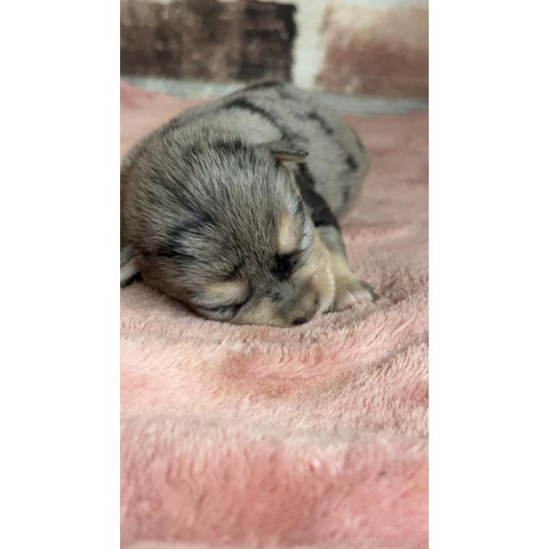 販売中の埼玉県のミックス犬-426048の2枚目