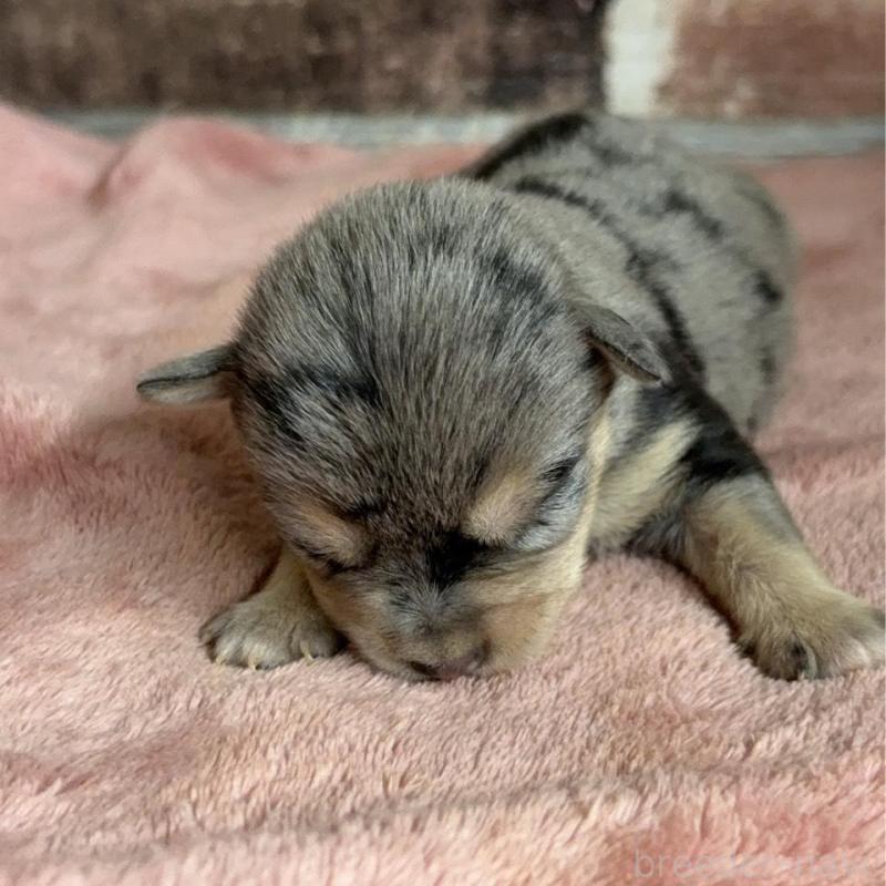 販売中の埼玉県のミックス犬-426048