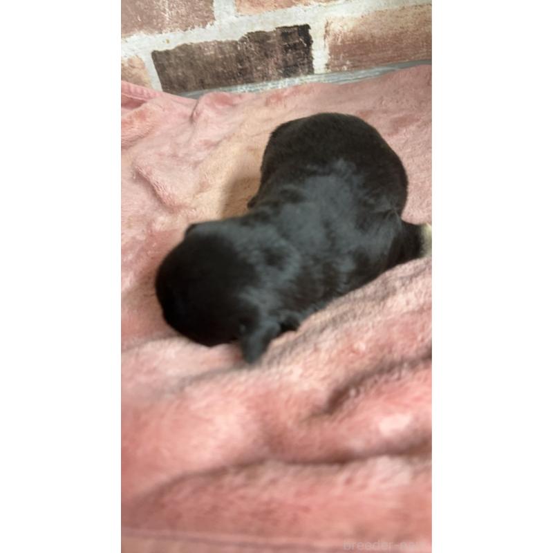 販売中の埼玉県のミックス犬-426050の3枚目