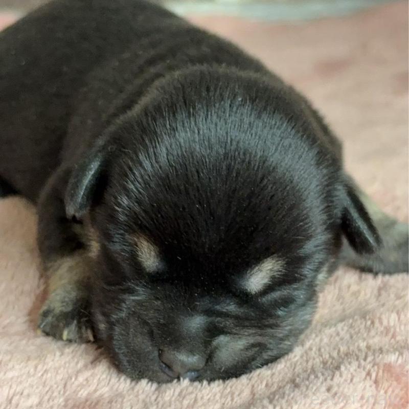 販売中の埼玉県のミックス犬-426050