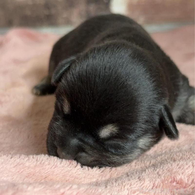 販売中の埼玉県のミックス犬-426050の2枚目