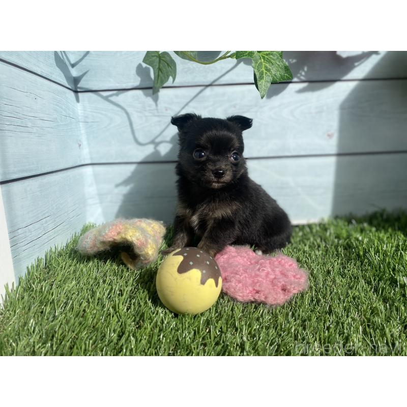 販売中の茨城県のチワプー:チワワ×トイプードル-426051の7枚目