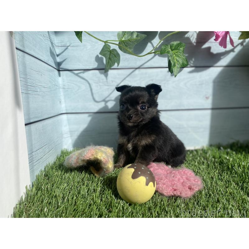 販売中の茨城県のチワプー:チワワ×トイプードル-426051の6枚目