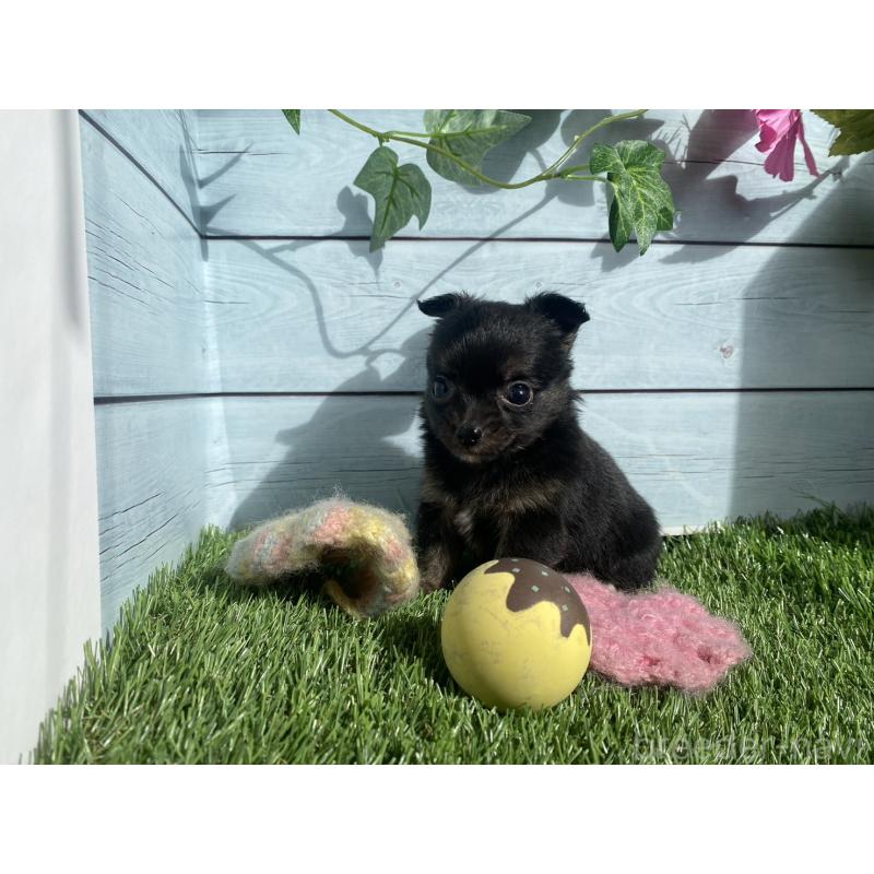 販売中の茨城県のチワプー:チワワ×トイプードル-426051の1枚目