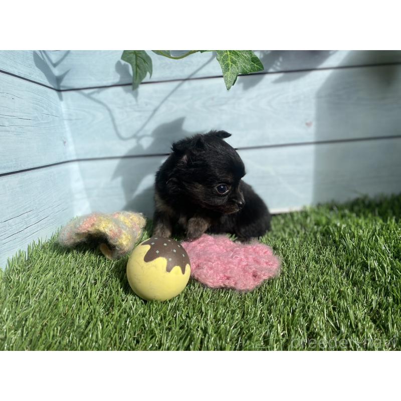 販売中の茨城県のチワプー:チワワ×トイプードル-426051の5枚目