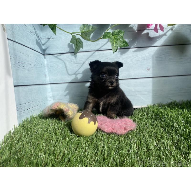 販売中の茨城県のチワプー:チワワ×トイプードル-426051の4枚目