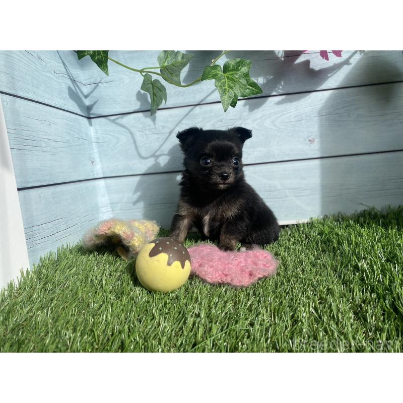 販売中の茨城県のチワプー:チワワ×トイプードル-426051の3枚目