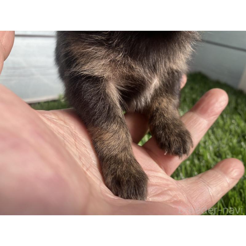 販売中の茨城県のチワプー:チワワ×トイプードル-426051の2枚目