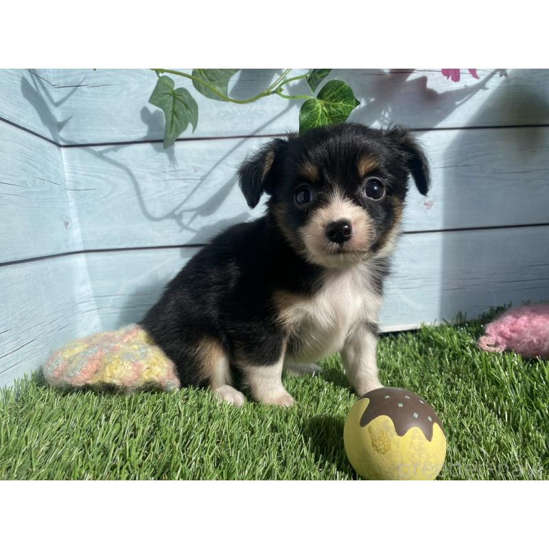 販売中の茨城県のチワプー:チワワ×トイプードル-426060の1枚目