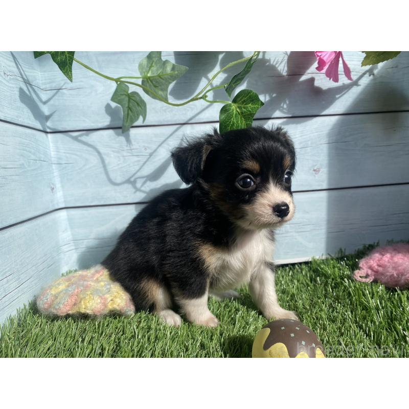 販売中の茨城県のチワプー:チワワ×トイプードル-426060の5枚目