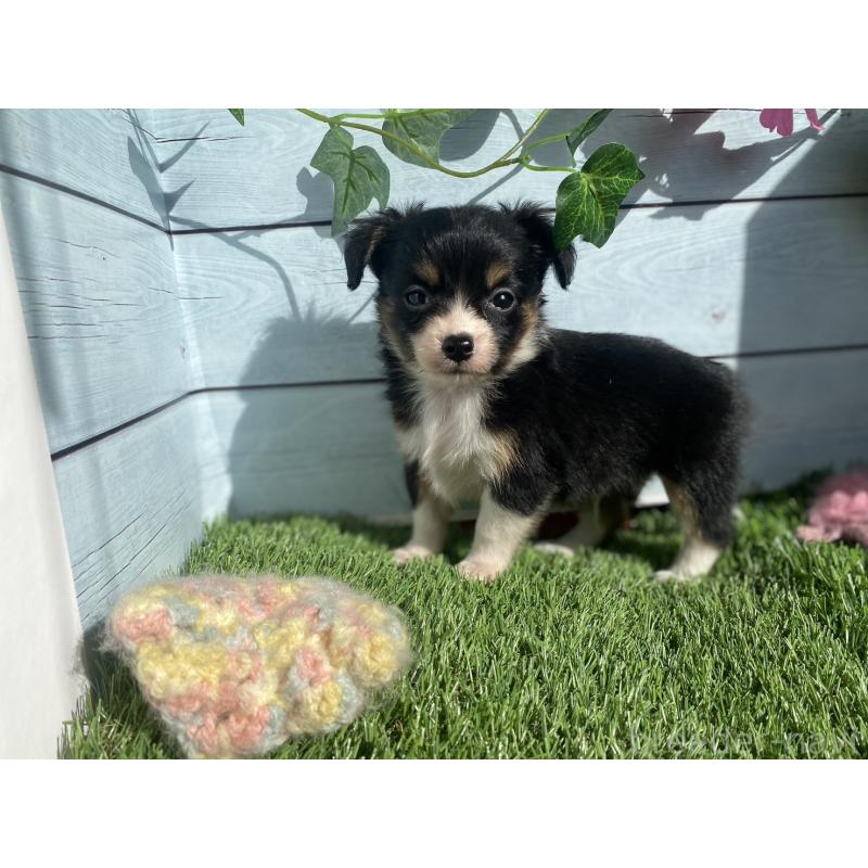 販売中の茨城県のチワプー:チワワ×トイプードル-426060の4枚目