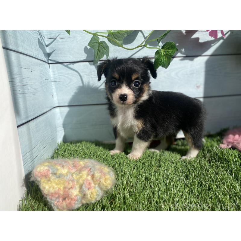 販売中の茨城県のチワプー:チワワ×トイプードル-426060の3枚目