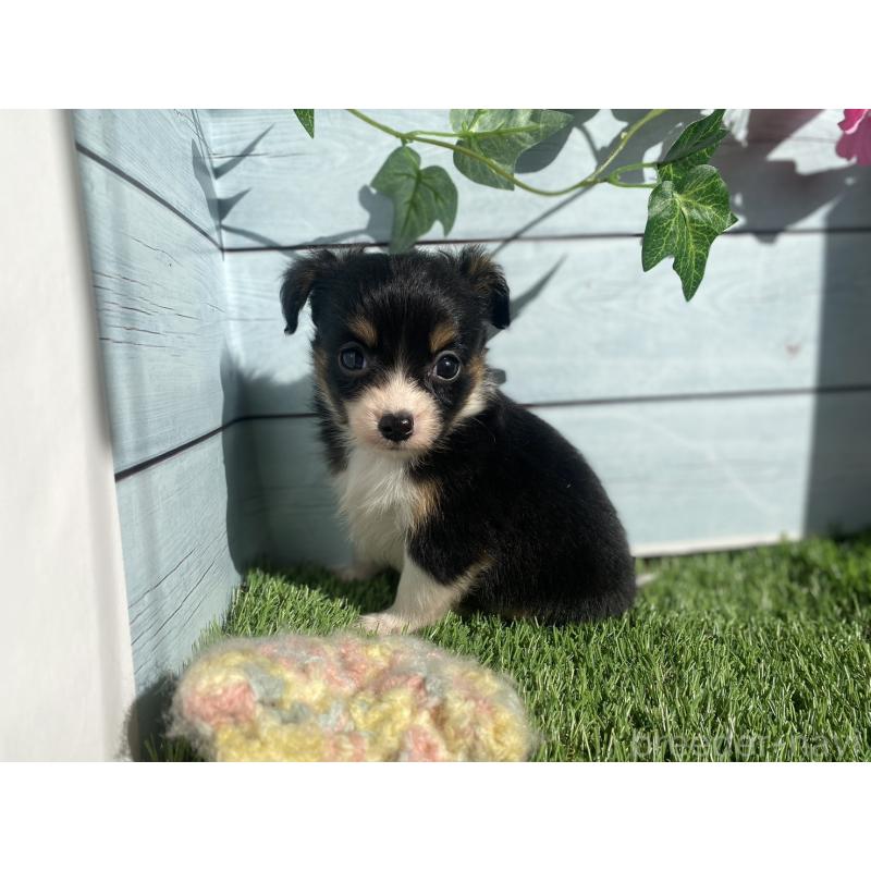 販売中の茨城県のチワプー:チワワ×トイプードル-426060の2枚目