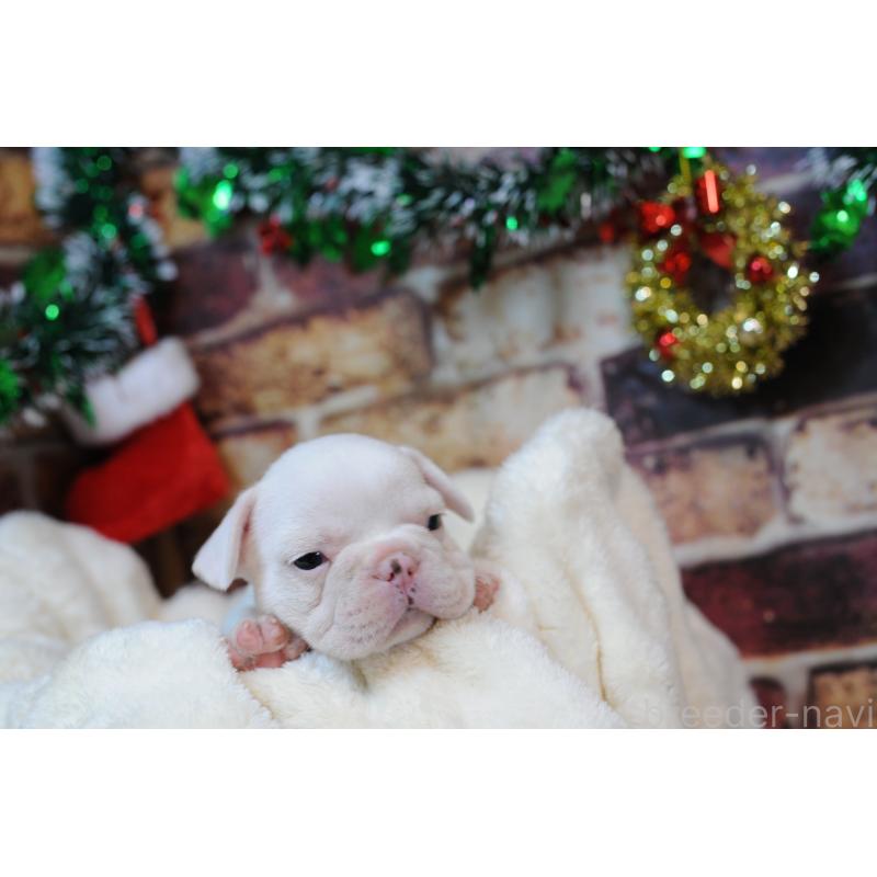 販売中の広島県のフレンチブルドッグ-426088の3枚目