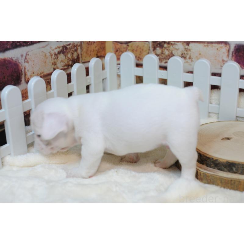 販売中の広島県のフレンチブルドッグ-426088の2枚目