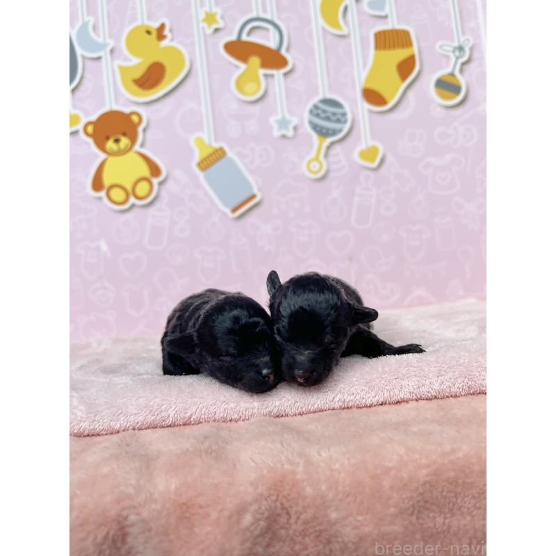 販売中の東京都のトイプードル-426089の3枚目