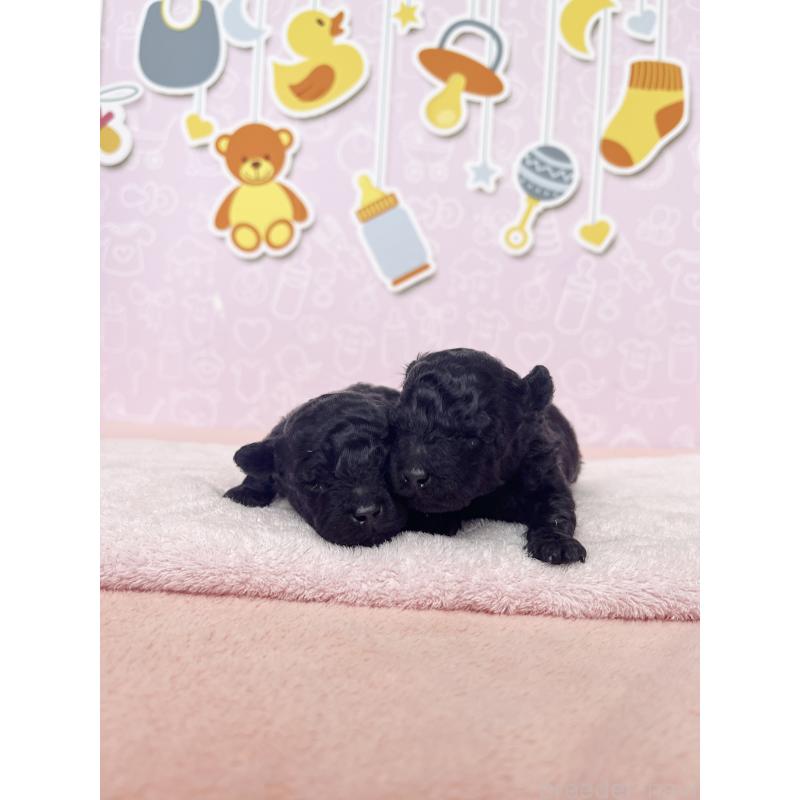 販売中の東京都のトイプードル-426089の2枚目