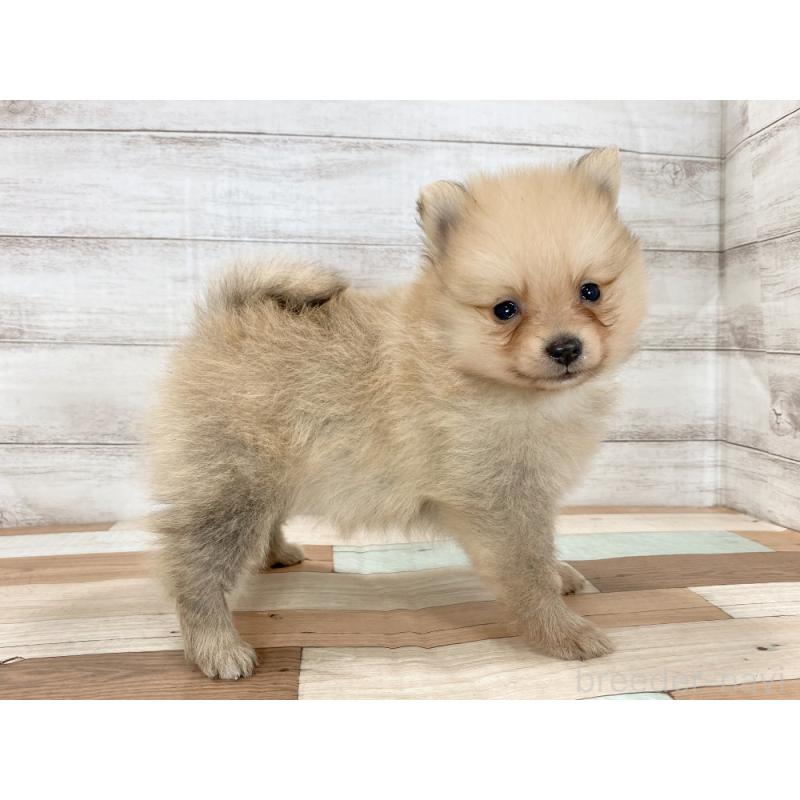 販売中の新潟県のポメラニアン-426081の5枚目