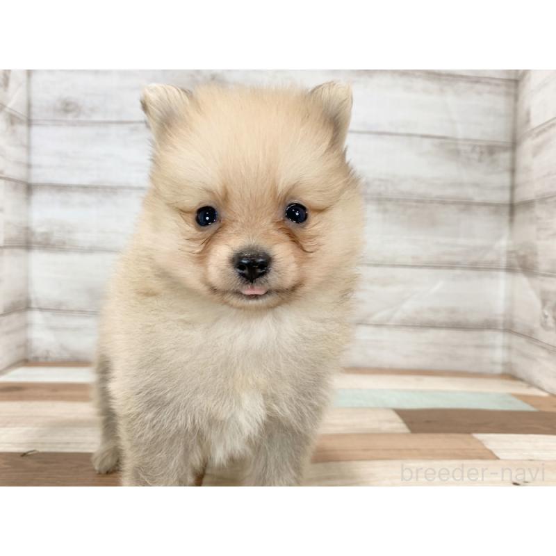 販売中の新潟県のポメラニアン-426081の4枚目