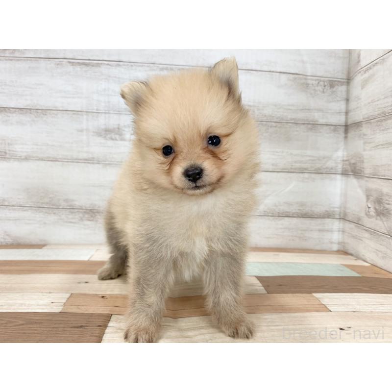 販売中の新潟県のポメラニアン-426081の3枚目