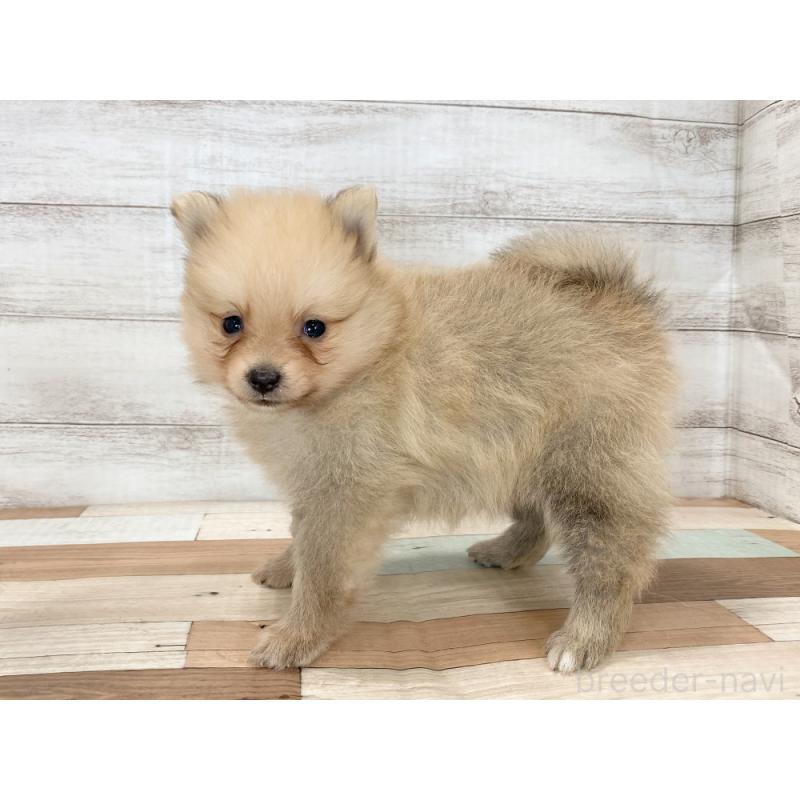 販売中の新潟県のポメラニアン-426081の2枚目