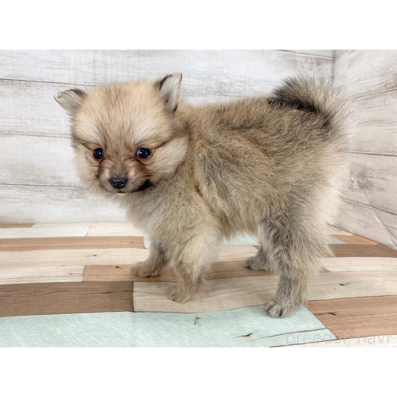 販売中の新潟県のポメラニアン-426083の4枚目