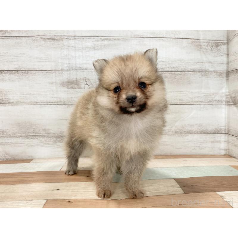 販売中の新潟県のポメラニアン-426083の5枚目