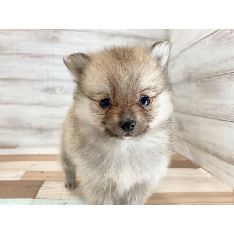 販売中の新潟県のポメラニアン-426083の3枚目