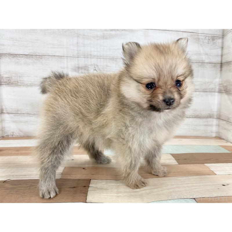 販売中の新潟県のポメラニアン-426083の2枚目