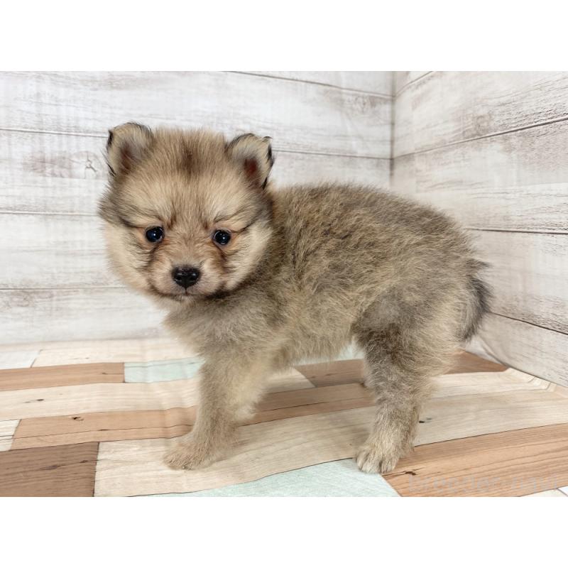 販売中の新潟県のポメラニアン-426084の5枚目