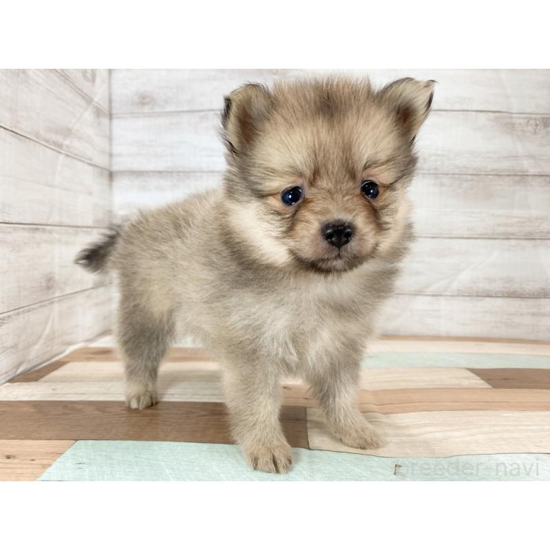 販売中の新潟県のポメラニアン-426084の4枚目