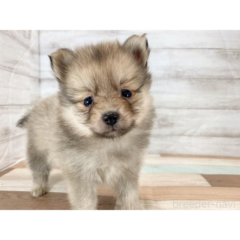 販売中の新潟県のポメラニアン-426084の3枚目