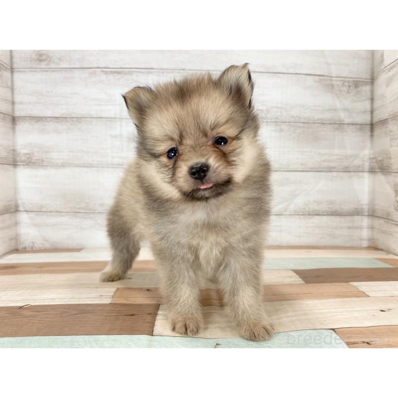 販売中の新潟県のポメラニアン-426084の2枚目