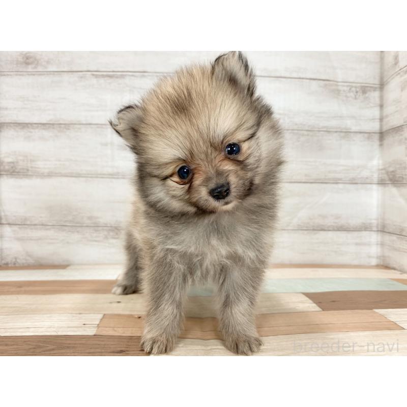 販売中の新潟県のポメラニアン-426085の5枚目