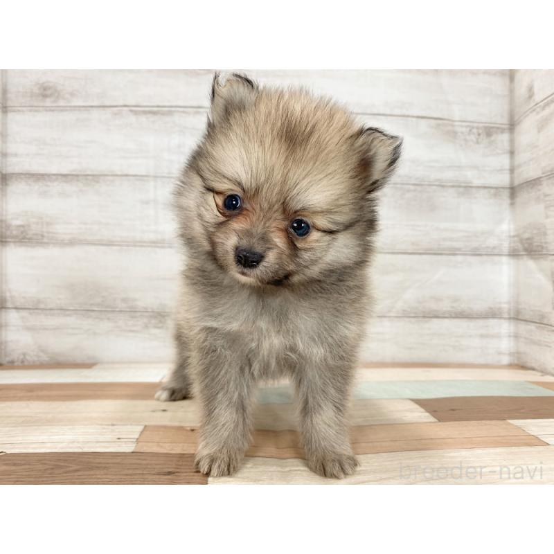 販売中の新潟県のポメラニアン-426085の4枚目