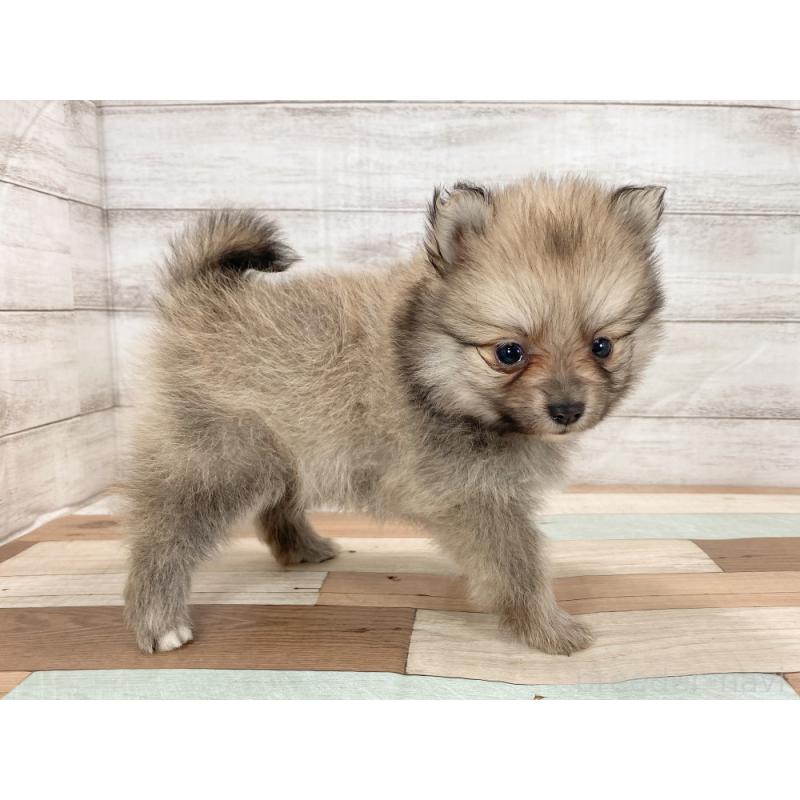 販売中の新潟県のポメラニアン-426085の3枚目