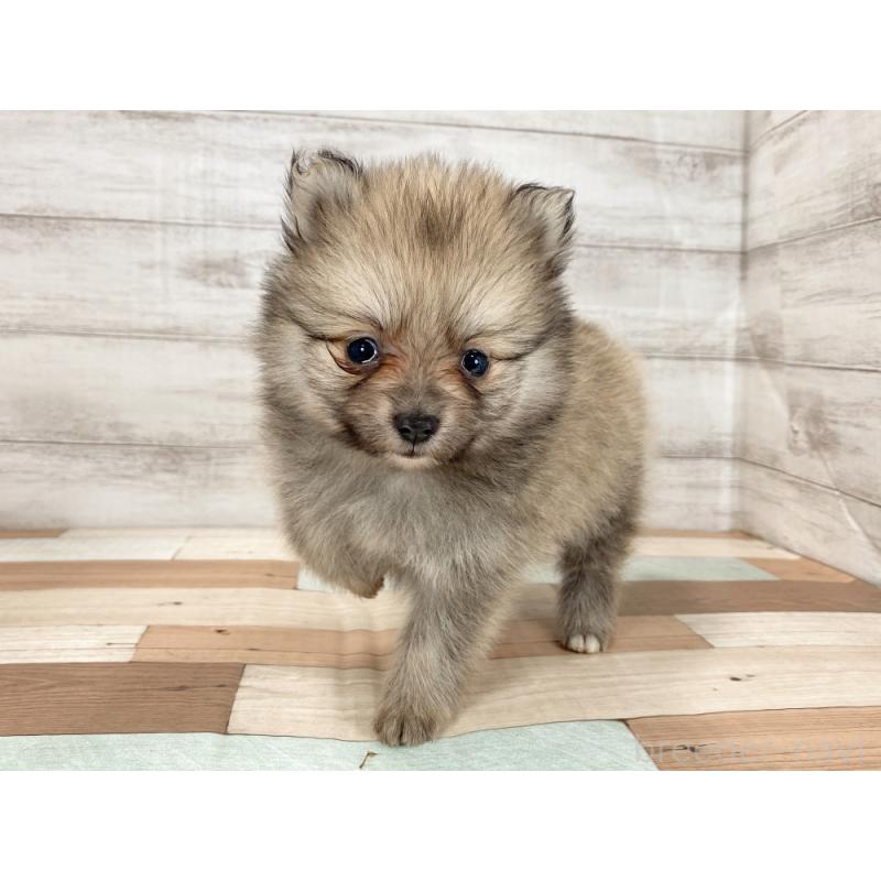 販売中の新潟県のポメラニアン-426085の2枚目