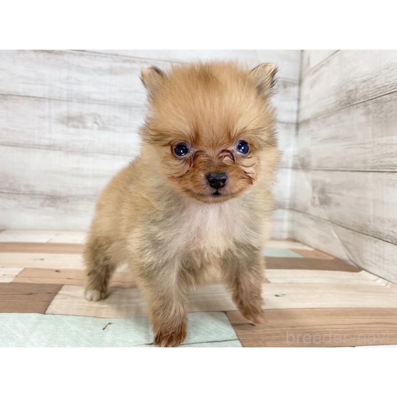 販売中の新潟県のポメラニアン-426086の5枚目