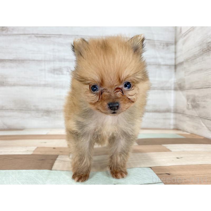 販売中の新潟県のポメラニアン-426086の4枚目