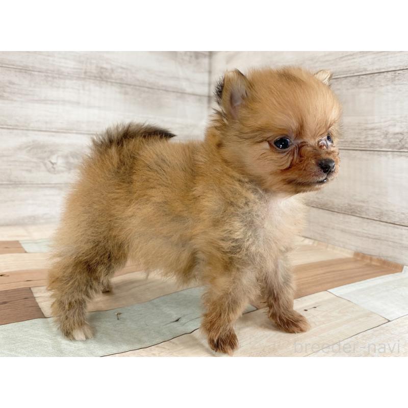 販売中の新潟県のポメラニアン-426086の2枚目