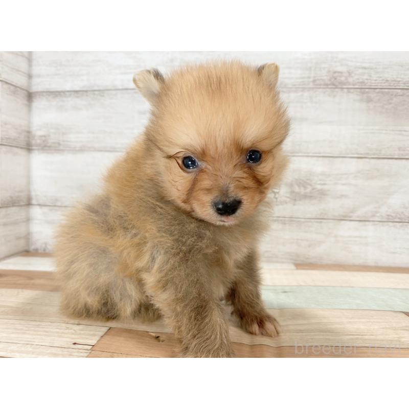 販売中の新潟県のポメラニアン-426087の4枚目