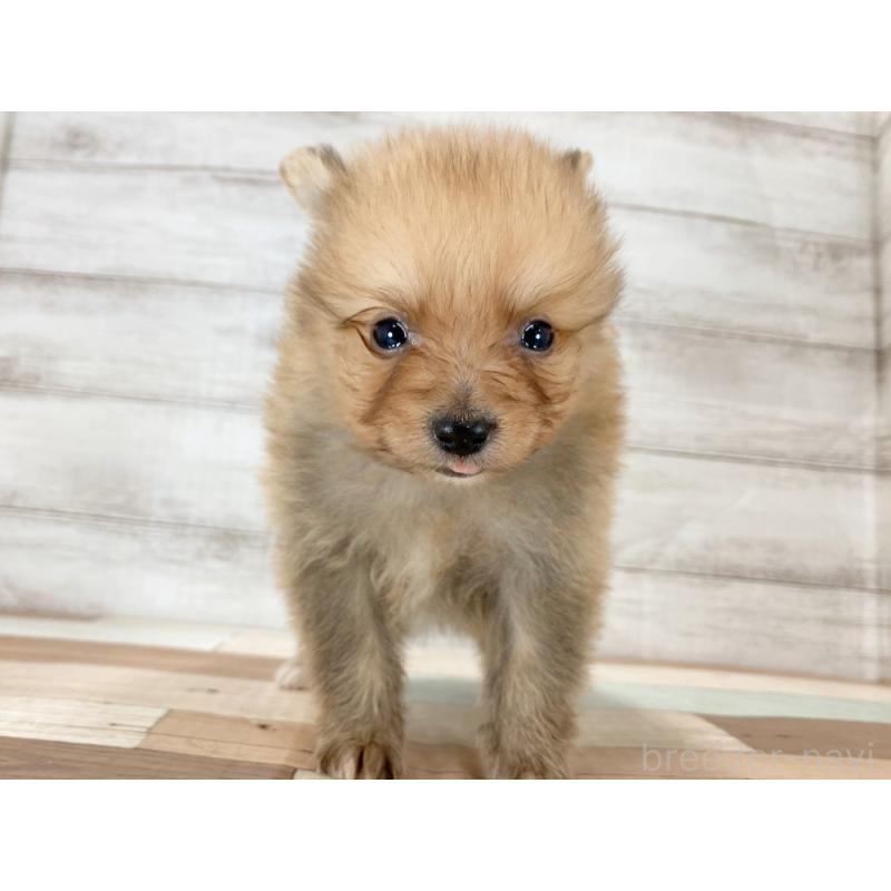 販売中の新潟県のポメラニアン-426087の5枚目