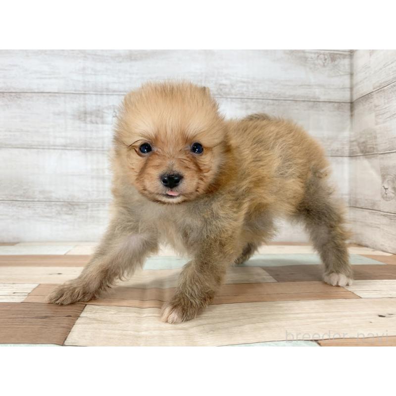 販売中の新潟県のポメラニアン-426087の3枚目