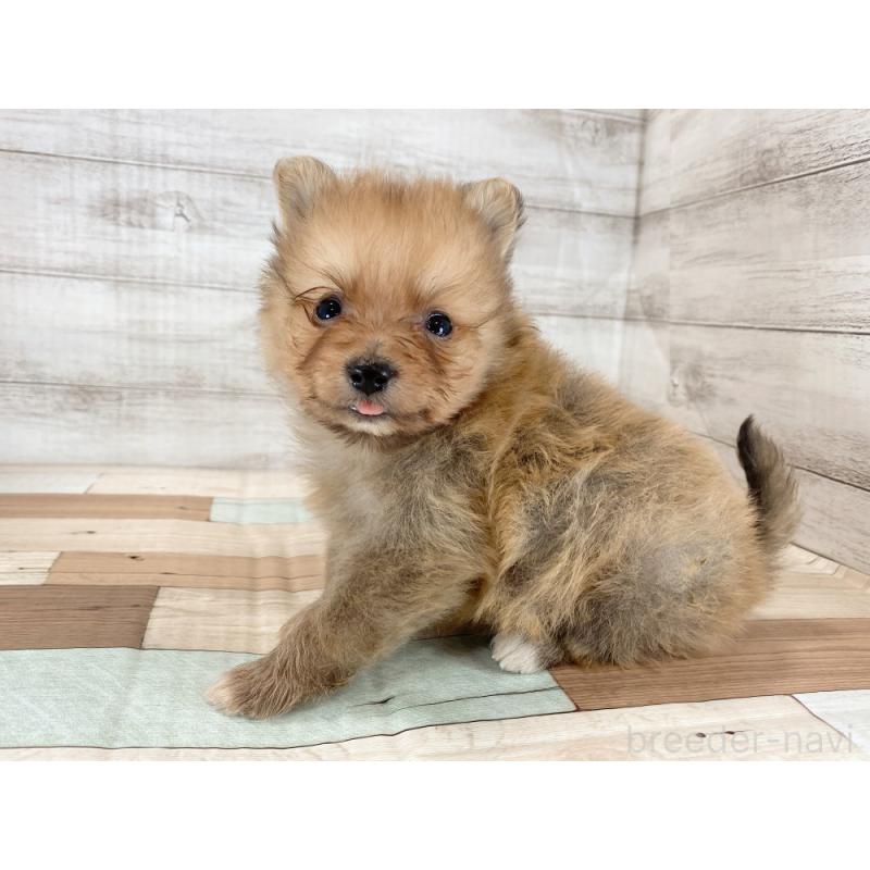 販売中の新潟県のポメラニアン-426087の2枚目