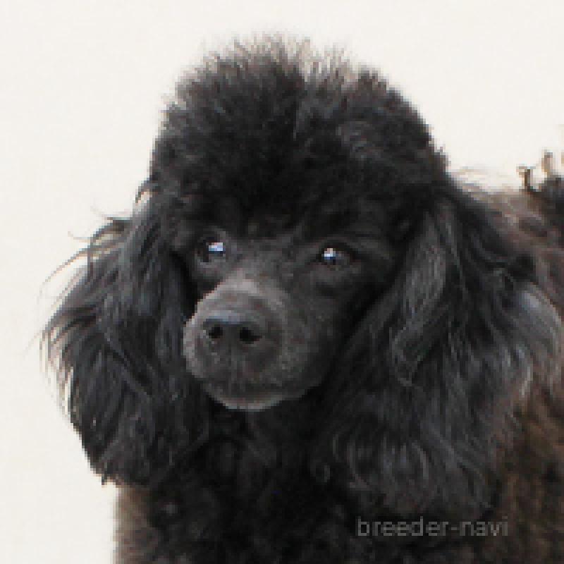 きぬちゃん1枚目