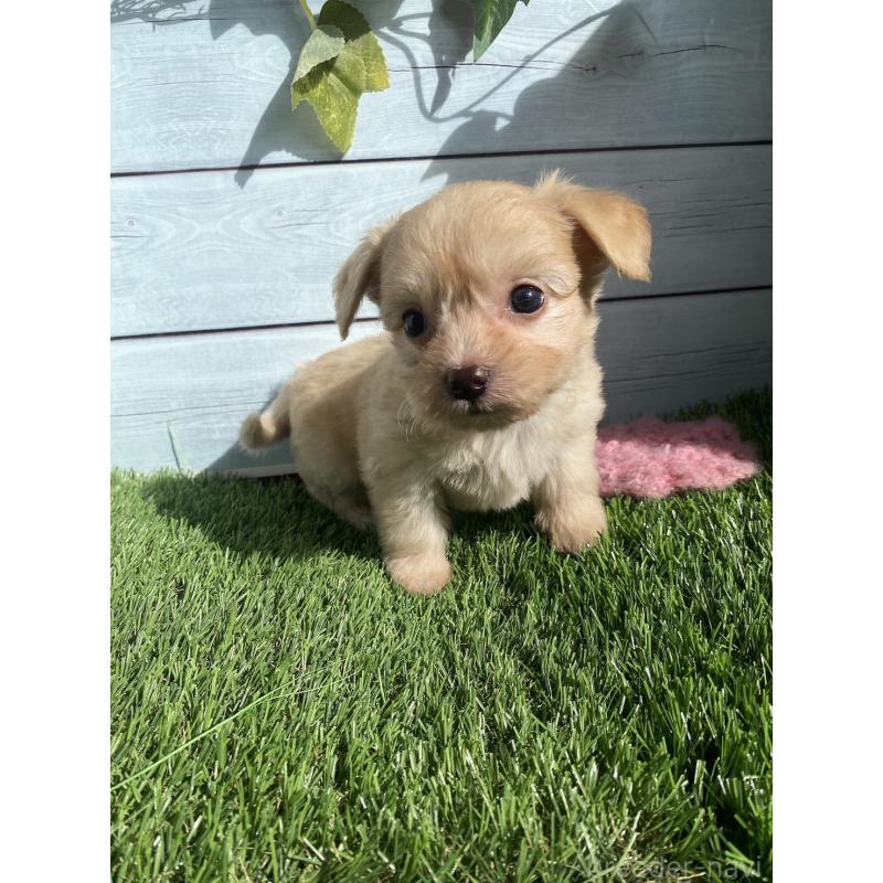 販売中の茨城県のチワプー:チワワ×トイプードル-426091の5枚目