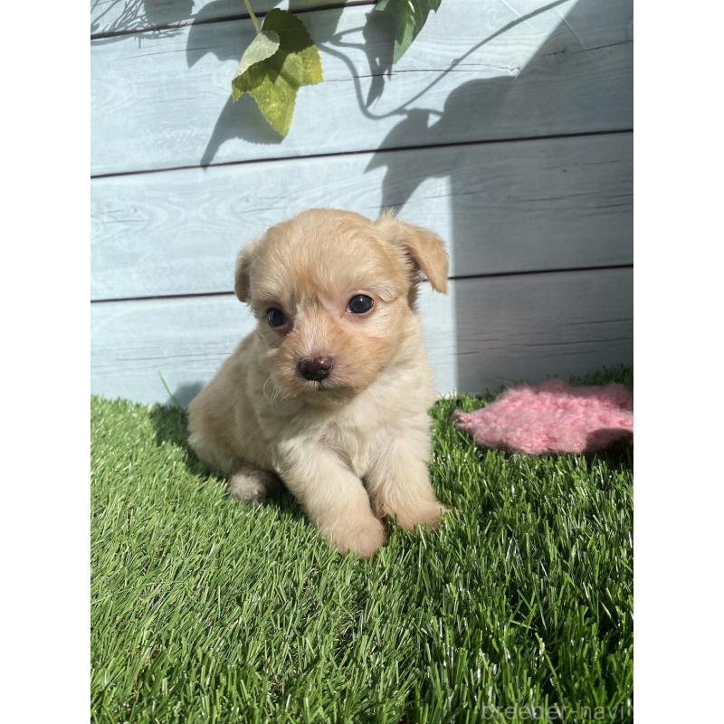 販売中の茨城県のチワプー:チワワ×トイプードル-426091の4枚目