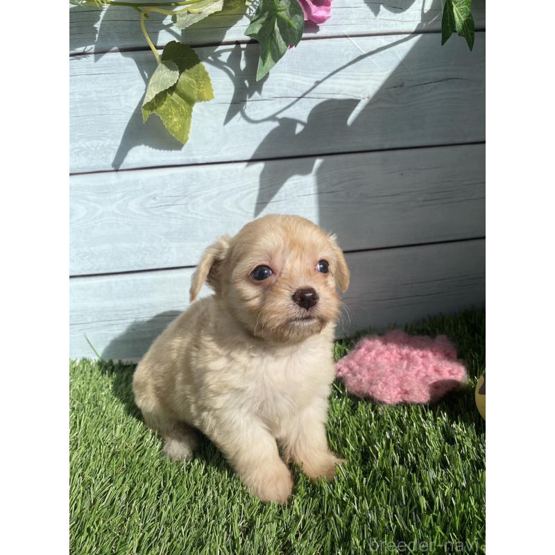 販売中の茨城県のチワプー:チワワ×トイプードル-426091の3枚目